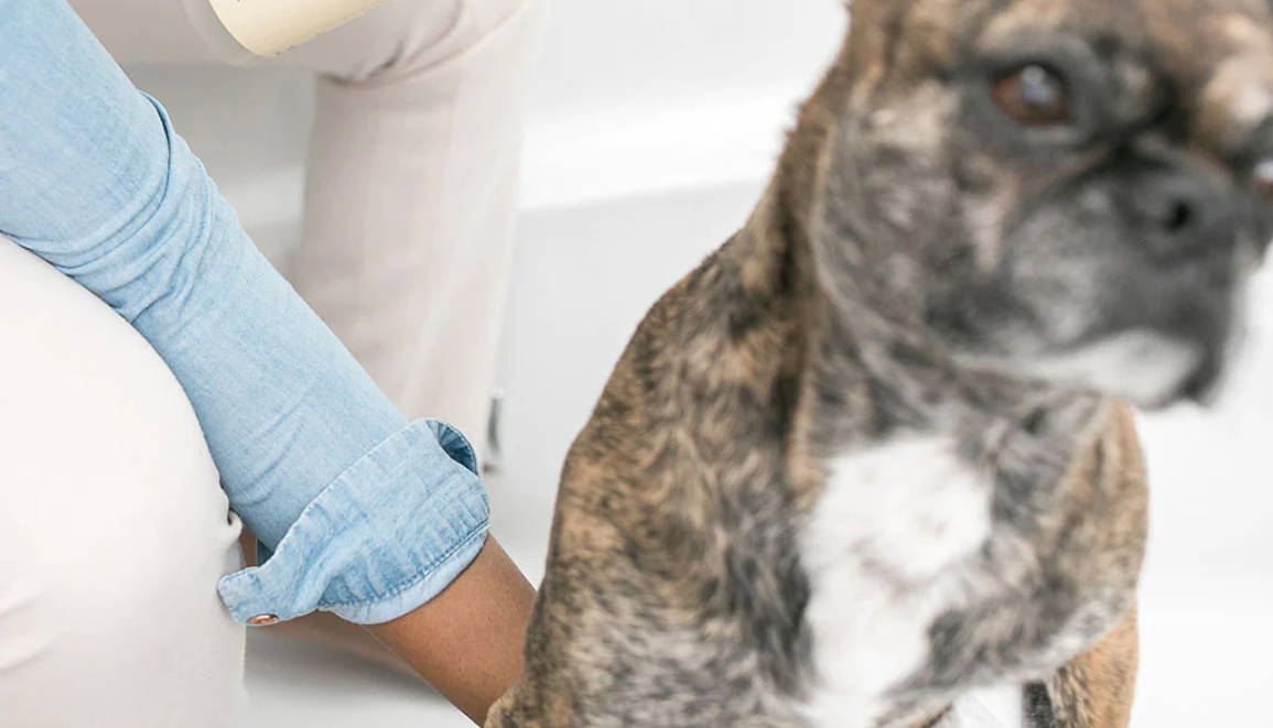 10 Essential Pet Bundles for Your Furry Friends